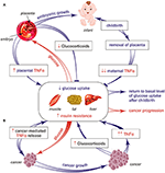 Frontiers | Cancer-Induced Reprogramming of Host Glucose Metabolism ...