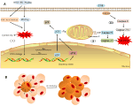 Frontiers | Alpha-Herpesvirus Thymidine Kinase Genes Mediate Viral ...