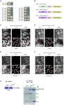 Frontiers | SnRK1 Kinase and the NAC Transcription Factor SOG1 Are ...