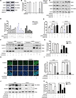 Frontiers | Oroxylin a Inhibits the Protection of Bone Marrow ...