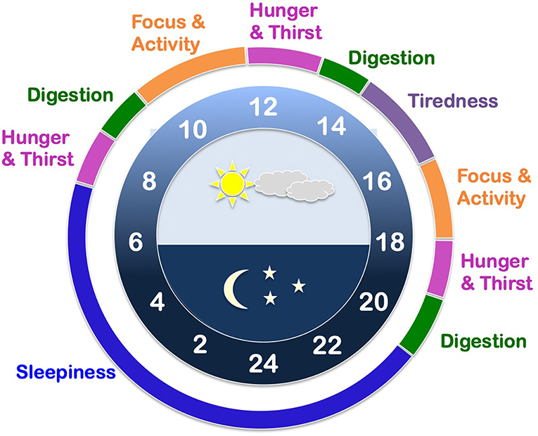 The Importance of Keeping Time With Our Internal Clocks · Frontiers for ...