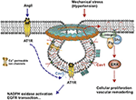 Frontiers | Pathophysiological Role of Caveolae in Hypertension | Medicine