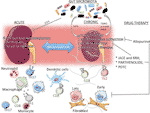 Frontiers | Inflammation in Renal Diseases: New and Old Players ...