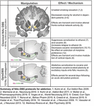 Frontiers | Proceedings of the Sixth Deep Brain Stimulation Think Tank ...