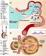 Frontiers | Immunological Pathogenesis of Membranous Nephropathy: Focus ...