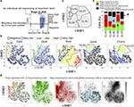 Frontiers Functional Phenotypic Diversity Of Regulatory T Cells