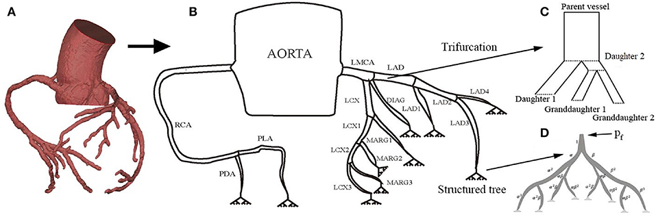 Frontiers A One Dimensional Hemodynamic Model Of The Coronary Arterial Tree Physiology