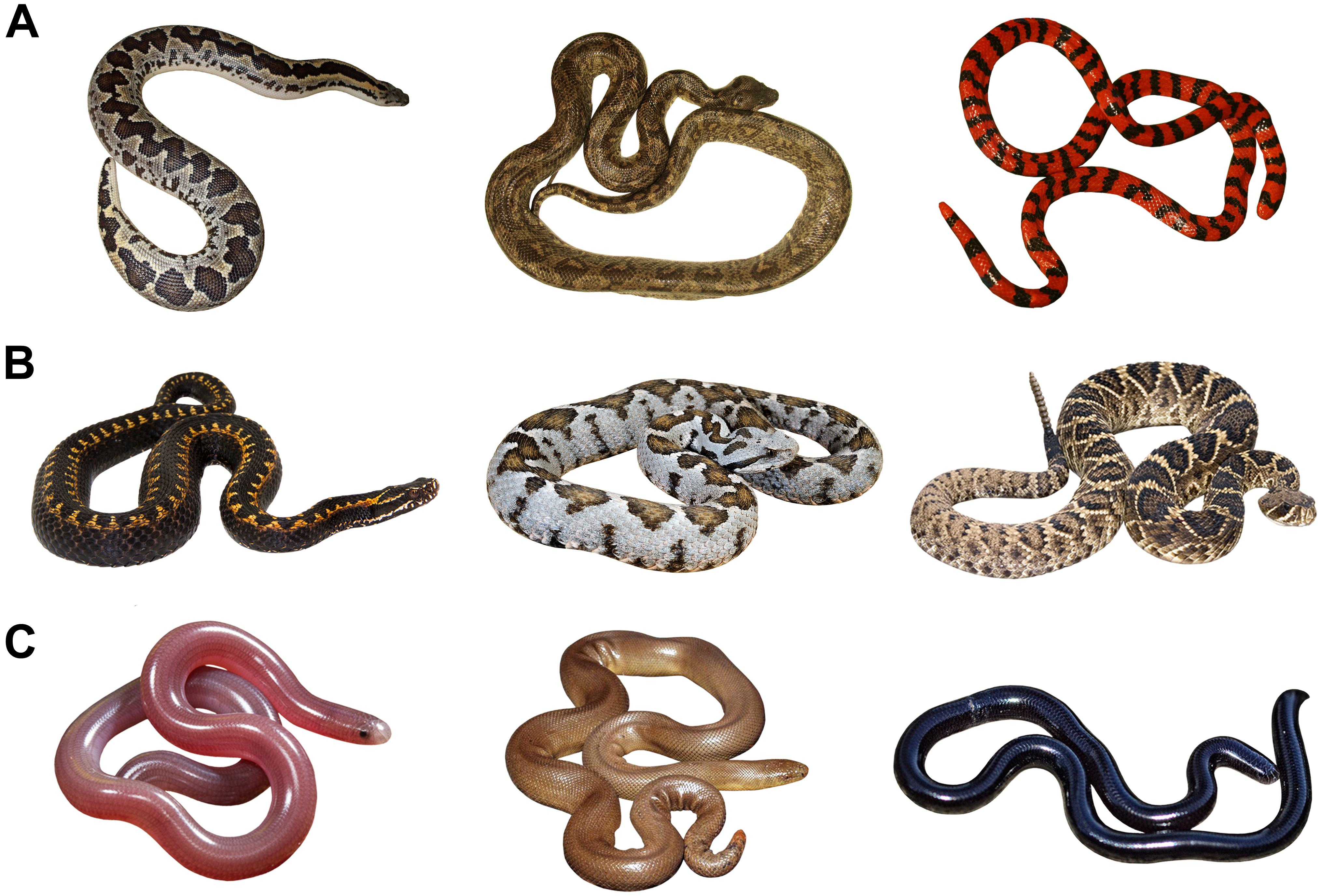 species of snakes