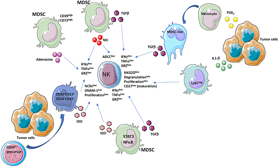 Frontiers | Myeloid Derived Suppressor Cells Interactions With 