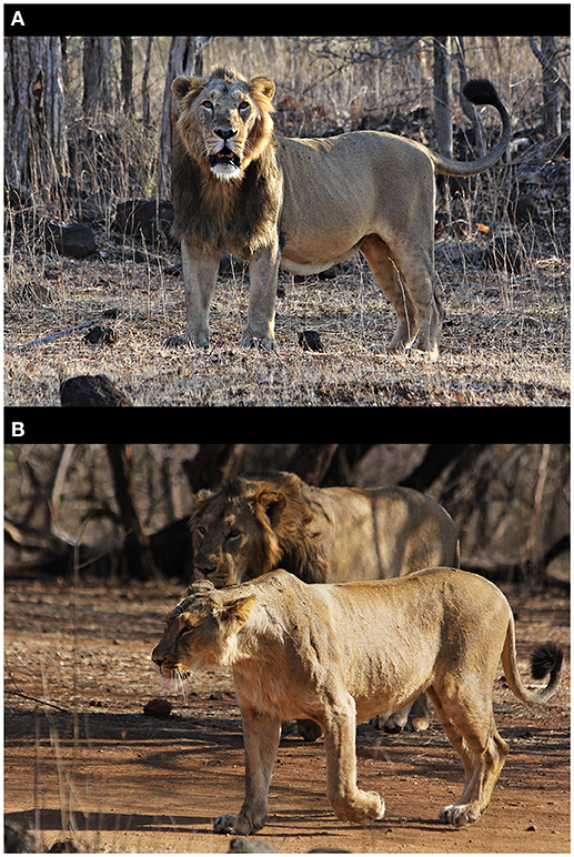 Frontiers Asiatic Lion Ecology Economics And Politics Of Conservation Ecology And Evolution