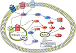 Frontiers | Regulation of Toll-Like Receptor (TLR) Signaling Pathway by ...