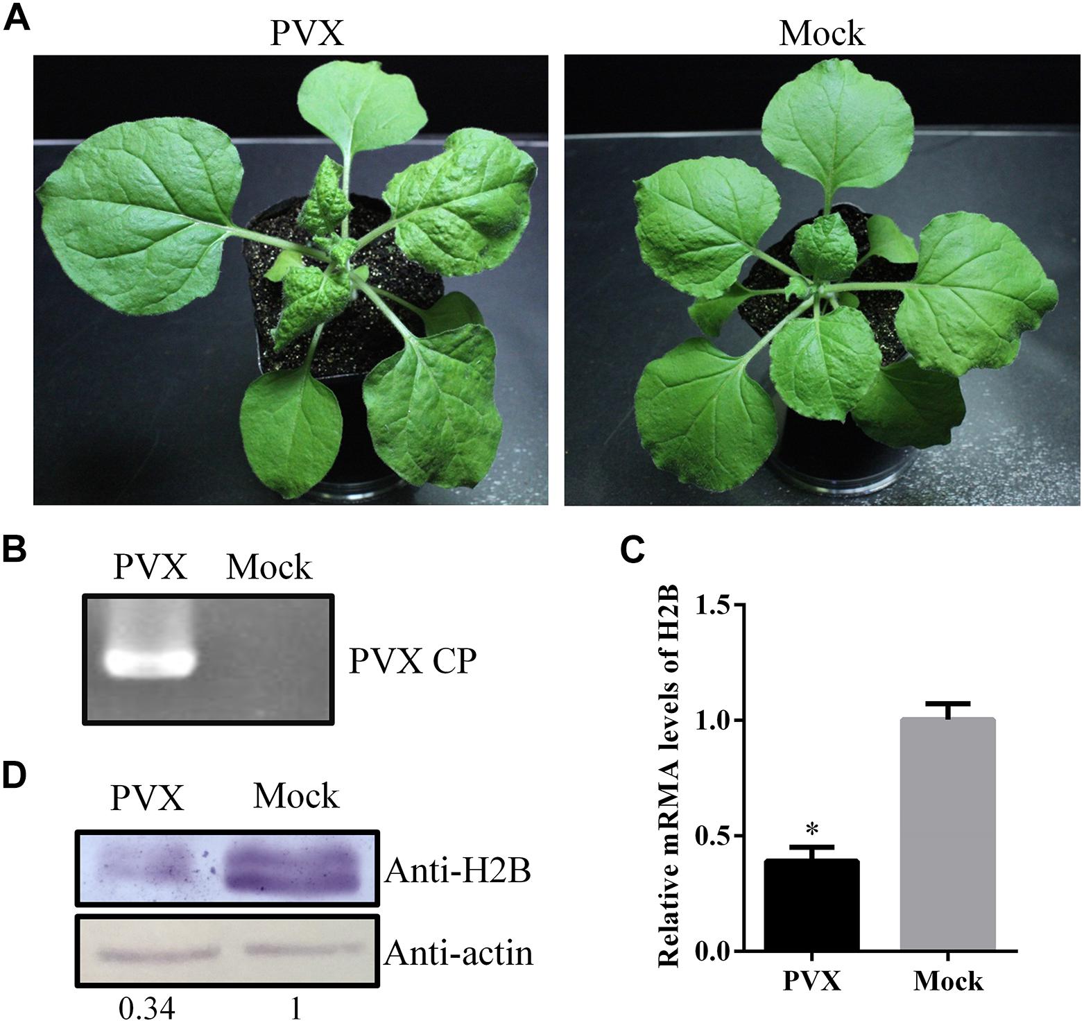 Frontiers Downregulation Of Nuclear Protein H2b Induces Salicylic Acid Mediated Defense Against Pvx Infection In Nicotiana Benthamiana Microbiology
