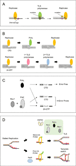 Frontiers | Translesion Synthesis in Plants: Ultraviolet Resistance and ...