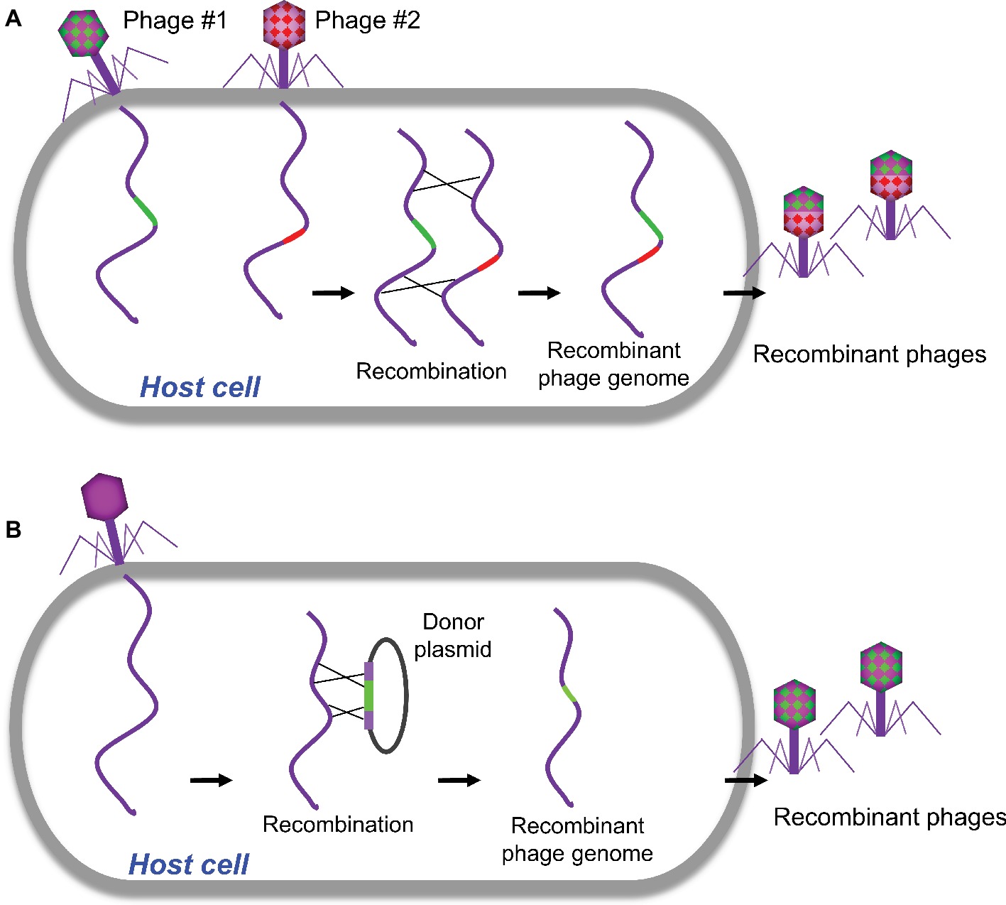 Frontiers Genetic Engineering Of Bacteriophages Against Infectious