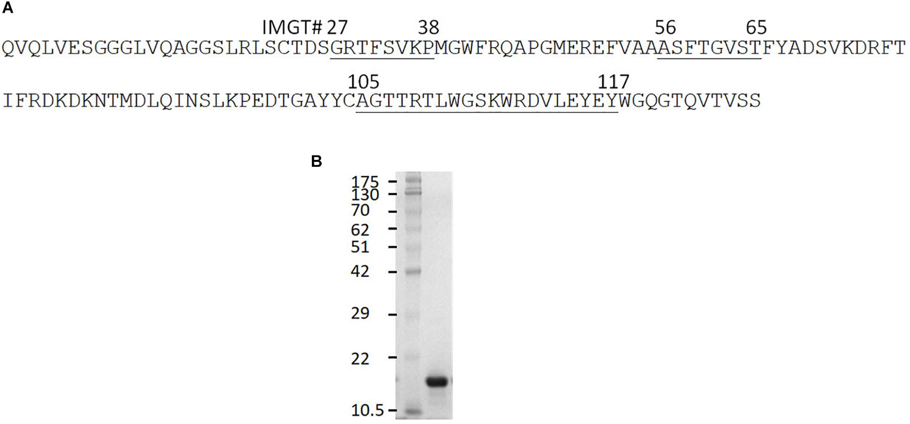 Anti-Flagellin FliC monoclonal IgG antibody