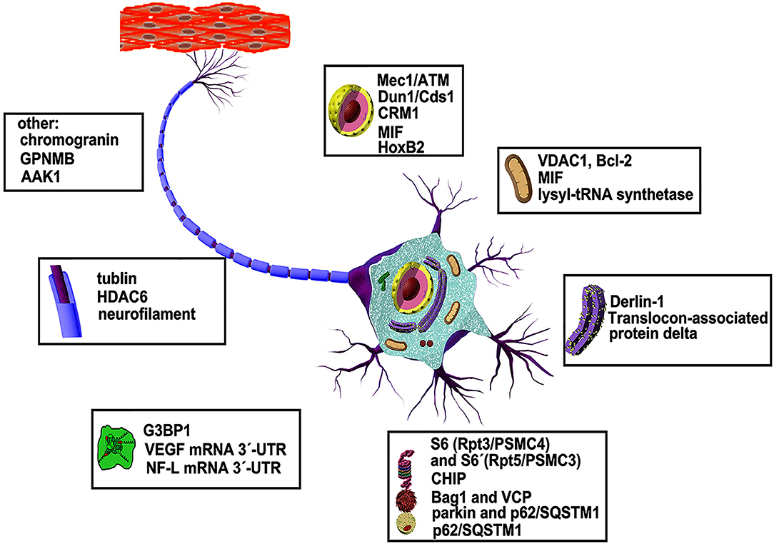 Хромогранин а. Dicer1 ген. Neurofilament Protein.