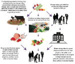 Frontiers | A State-of-Art Review on Multi-Drug Resistant Pathogens in ...