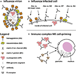 Frontiers | Influenza And Antibody-Dependent Cellular Cytotoxicity ...