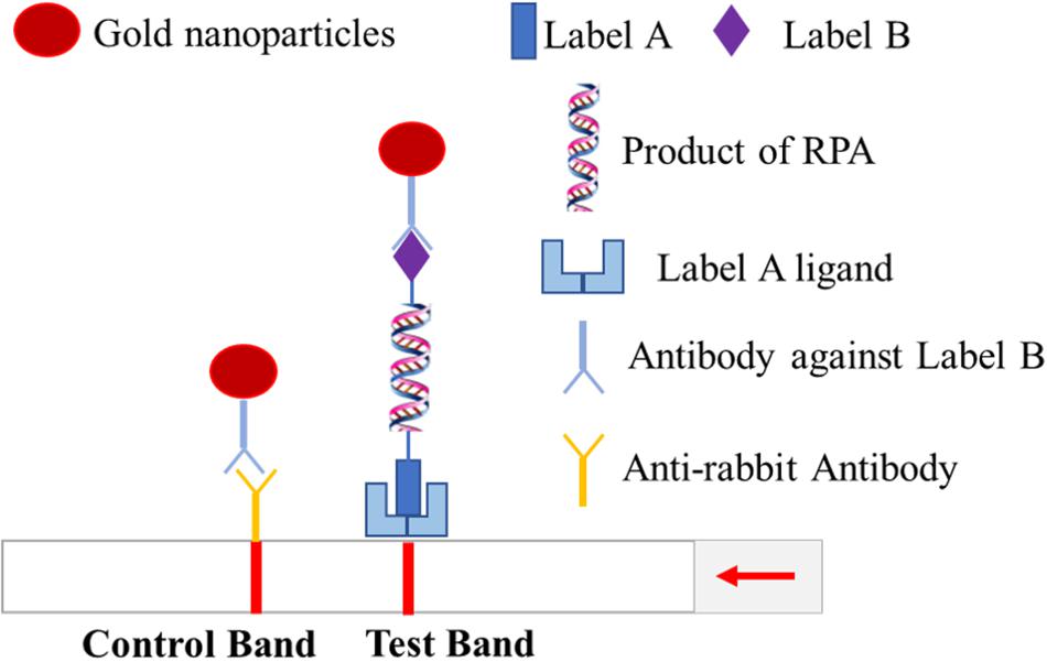 Frontiers Rapid And Sensitive Recombinase Polymerase Amplification Combined With Lateral Flow Strip For Detecting African Swine Fever Virus Microbiology