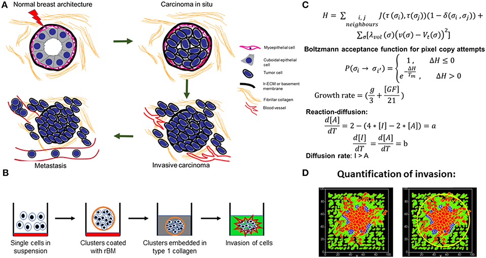 frontiers an interplay between reaction diffusion and cell matrix adhesion regulates multiscale invasion in early breast carcinomatosis physiology