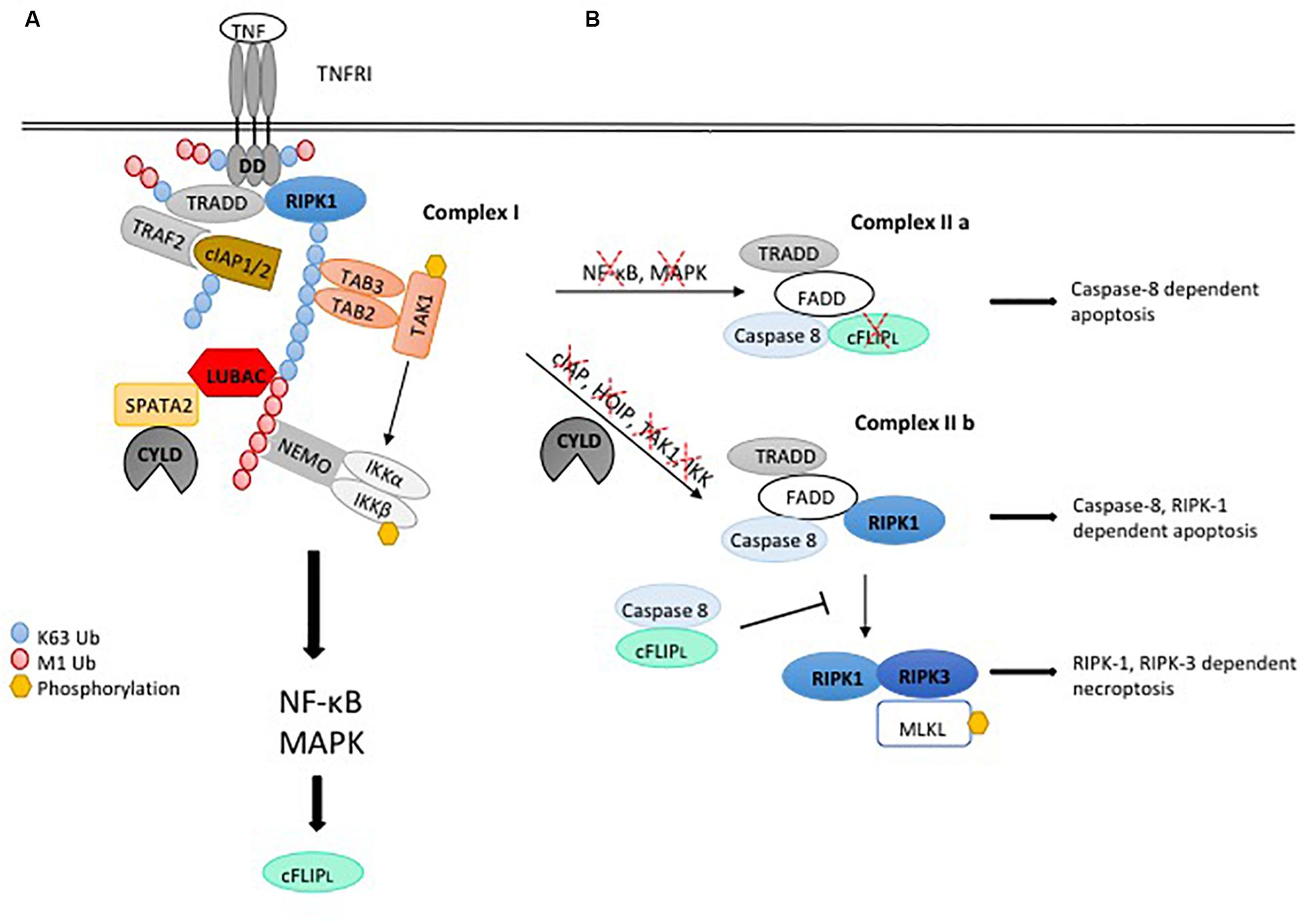 Frontiers Keeping Cell Death In Check Ubiquitylation Dependent Control Of Tnfr1 And Tlr Signaling Cell And Developmental Biology