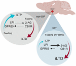 Frontiers | The Bed Nucleus of the Stria Terminalis, Homeostatic ...