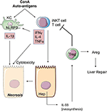 Frontiers | Interleukin-1 Family Cytokines: Keystones in Liver ...