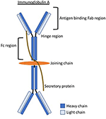 Frontiers | Childhood IgA Vasculitis (Henoch Schonlein Purpura ...