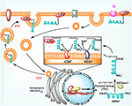 Frontiers | Emerging Role of Migration and Invasion Enhancer 1 (MIEN1 ...