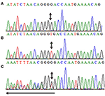 Frontiers | A Novel Homozygous Frameshift Mutation In CCN6 Causing ...