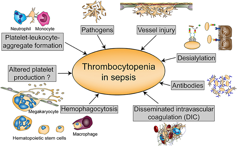 Frontiers Platelets In Sepsis An Update On Experimental Models And 