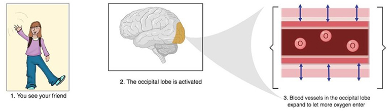 图3——大脑活动导致血流动力学响应。