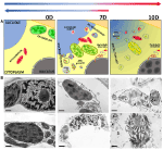 Frontiers | Polyamines – A New Metabolic Switch: Crosstalk With ...