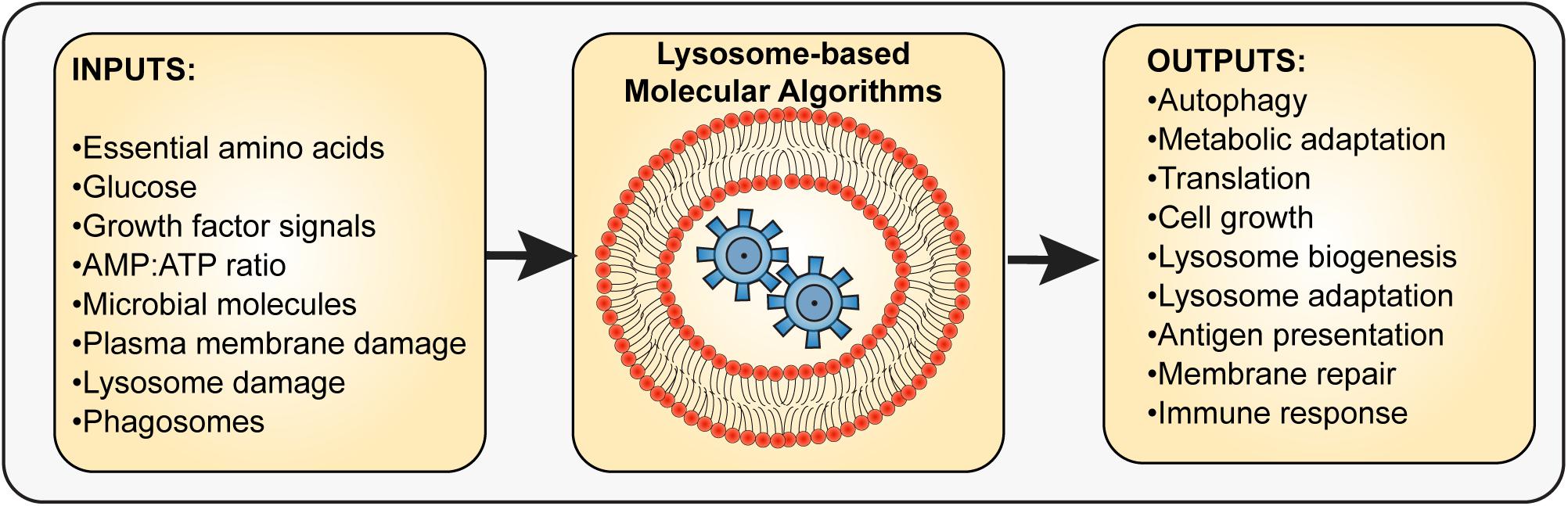 lysosomes in a cell