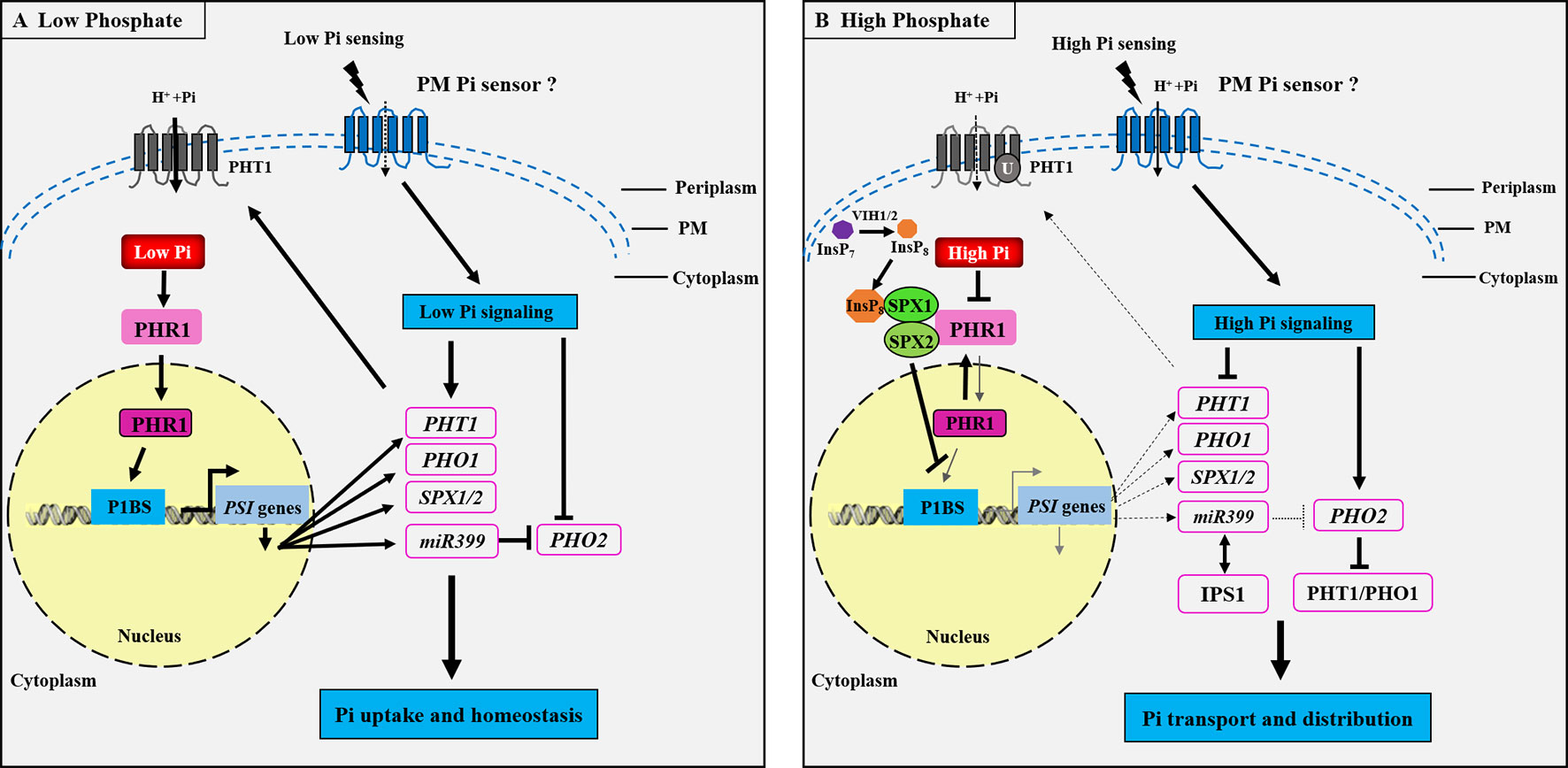 Frontiers Interactions Between Phosphorus Zinc And Iron Homeostasis In Nonmycorrhizal And