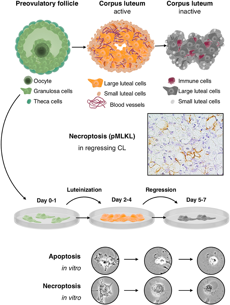 Frontiers  Human Luteinized Granulosa Cells—A Cellular Model for the Human Corpus  Luteum