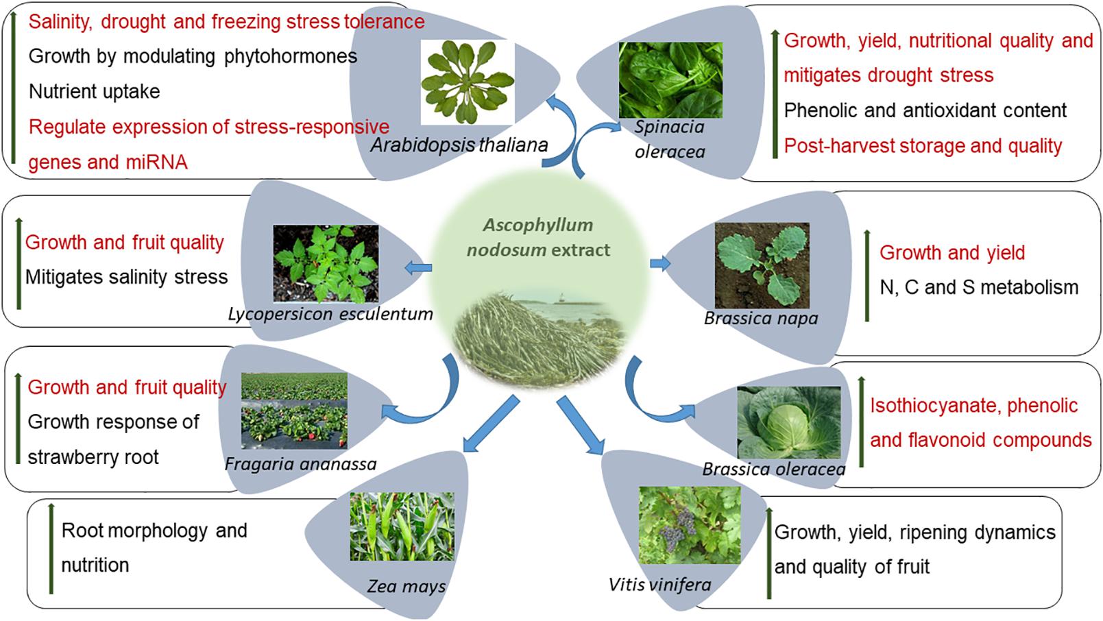 Frontiers Ascophyllum Nodosum Based Biostimulants Sustainable Applications In Agriculture For The Stimulation Of Plant Growth Stress Tolerance And Disease Management Plant Science