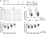 Frontiers | Anti-inflammatory and Oto-Protective Effect of the Small ...