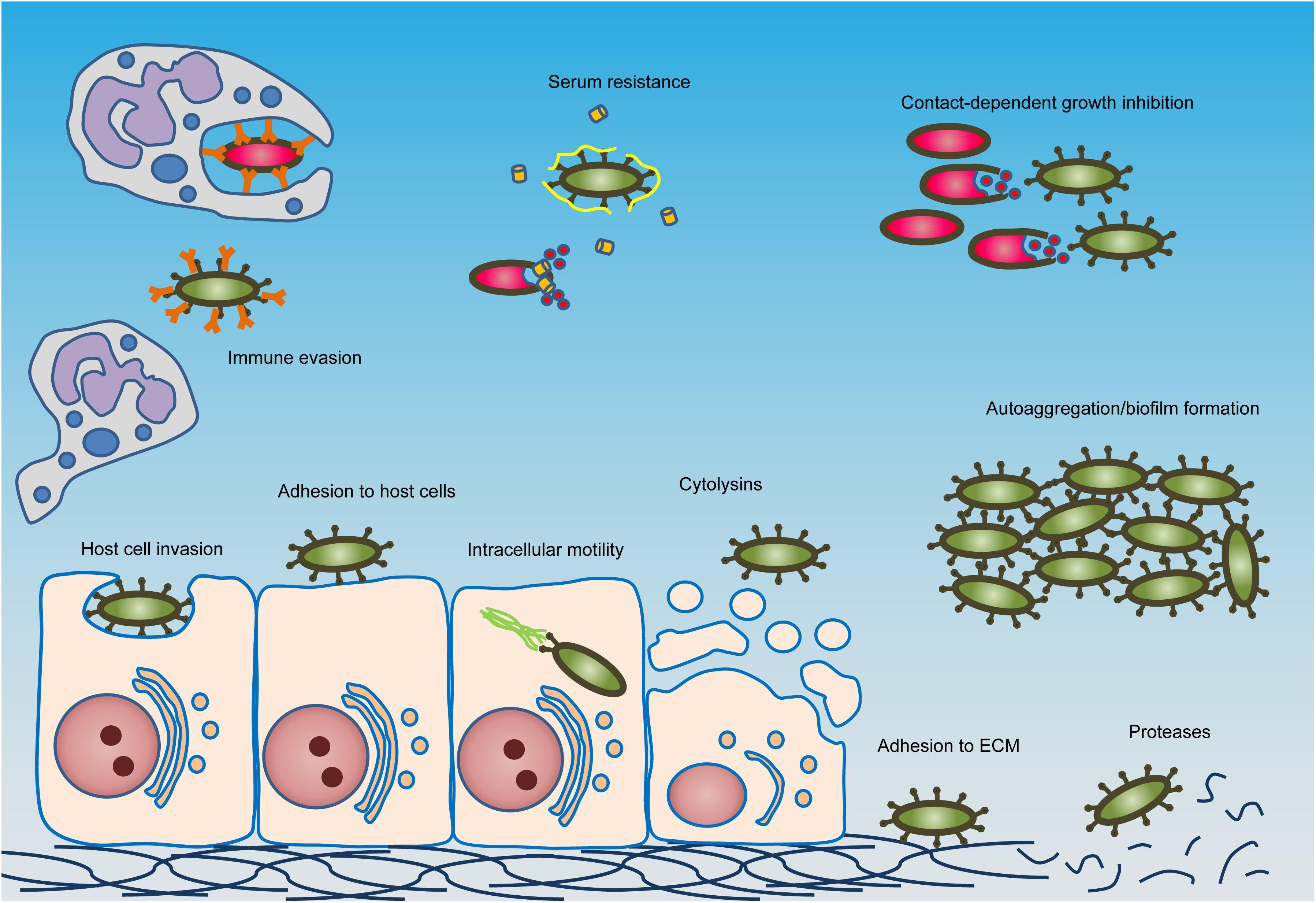 Frontiers Type V Secretion Systems An Overview Of Passenger Domain Functions Microbiology