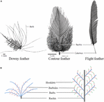 Frontiers | Molecular Signaling and Nutritional Regulation in the ...