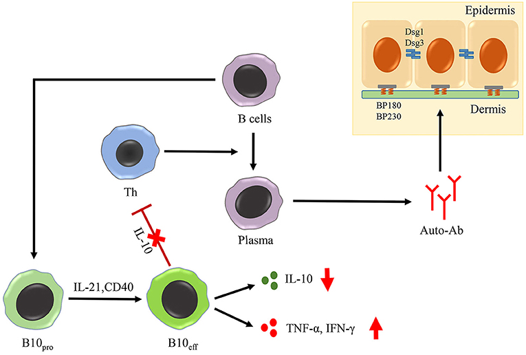 Frontiers Role Of Regulatory Immune Cells And Molecules In Autoimmune