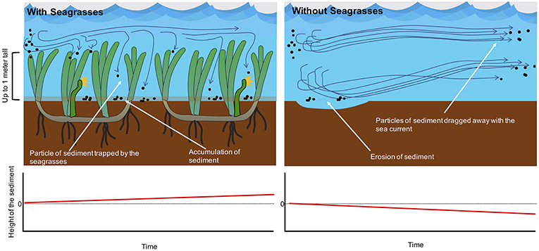 图3 -海草有助于陷阱海运水流泥沙颗粒。manbetxapp在线登录