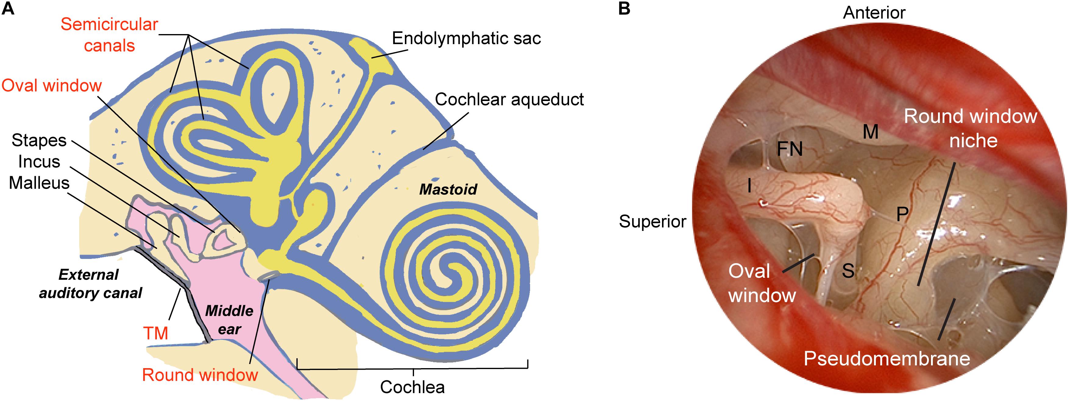 Frontiers Gene Therapy For Human Sensorineural Hearing Loss