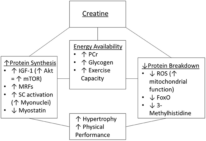 Creatine supplementation and aging
