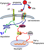 Frontiers | Pathogenesis of Important Virulence Factors of ...