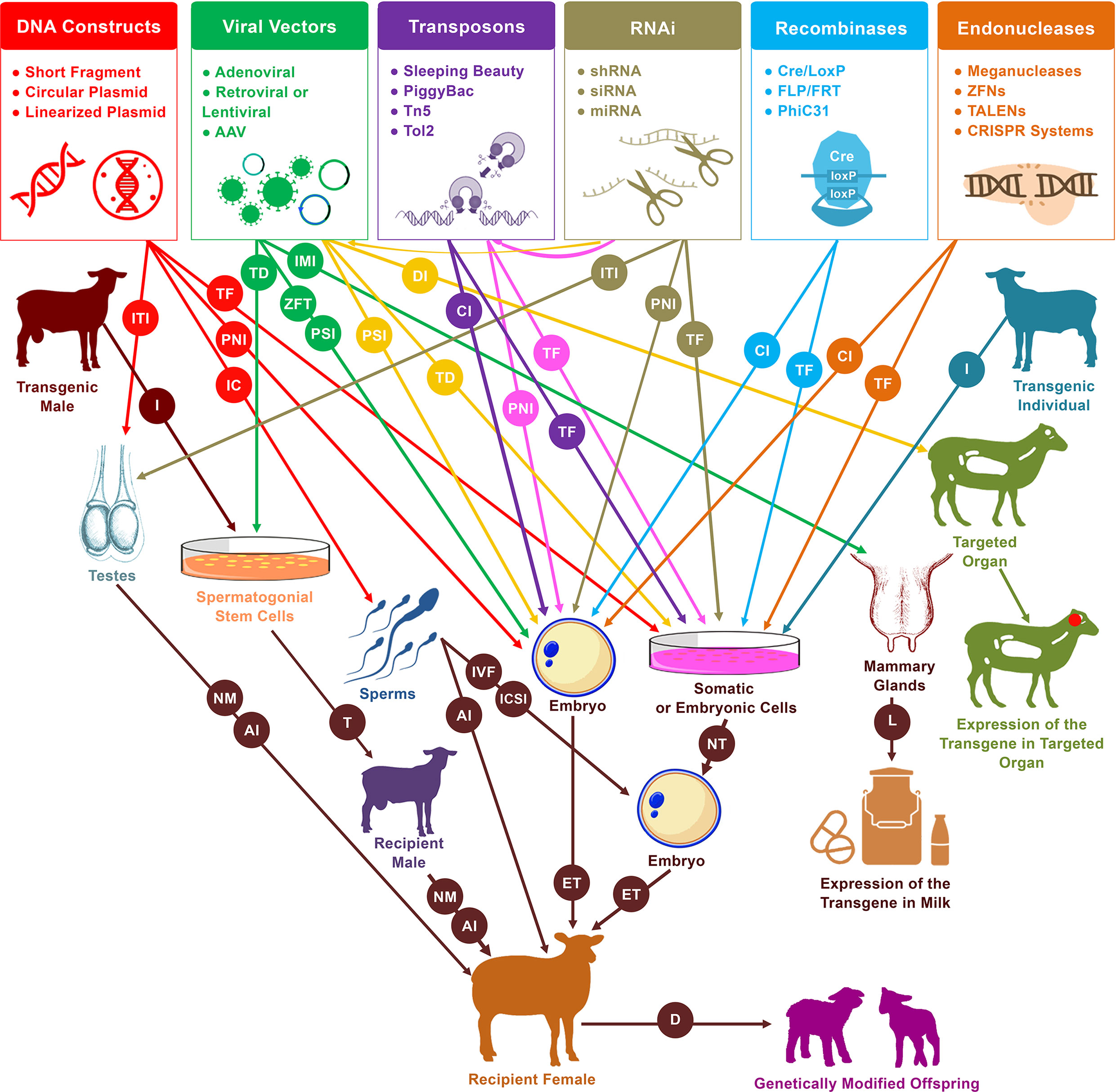 Frontiers | Sheep and Goat Genome Engineering: From Random Transgenesis ...
