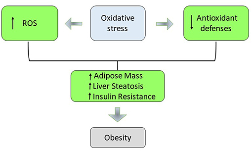 oxidative stress and weight management