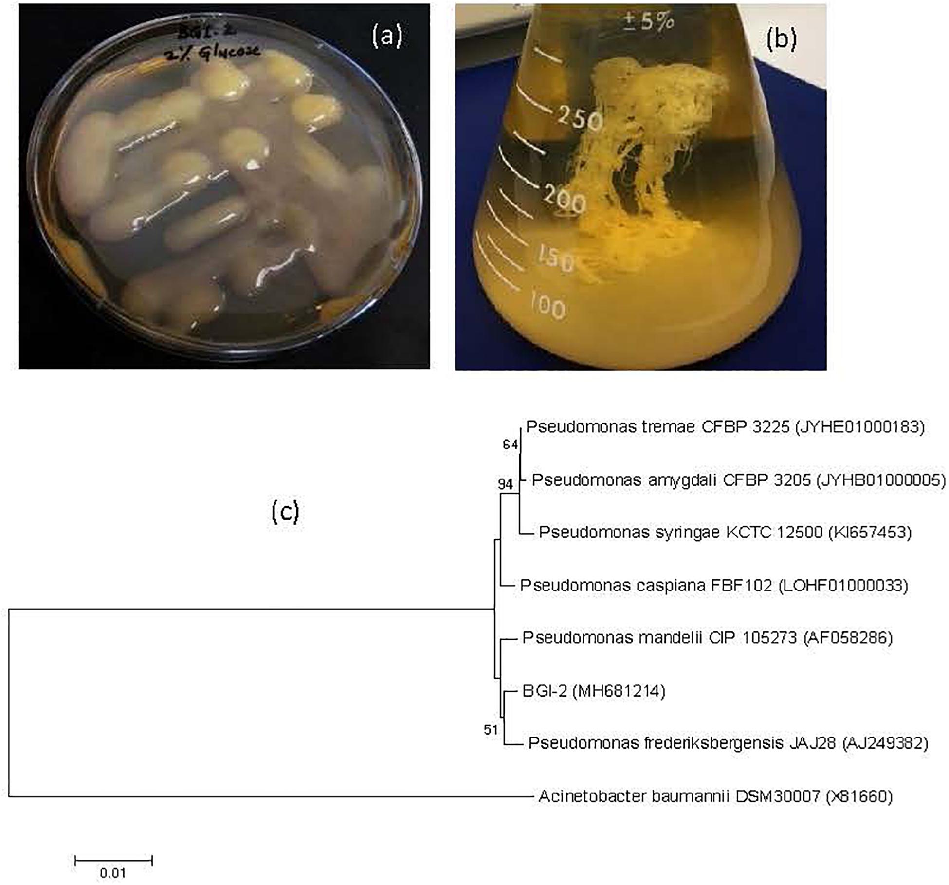 Frontiers A Glacier Bacterium Produces High Yield Of Cryoprotective Exopolysaccharide Microbiology
