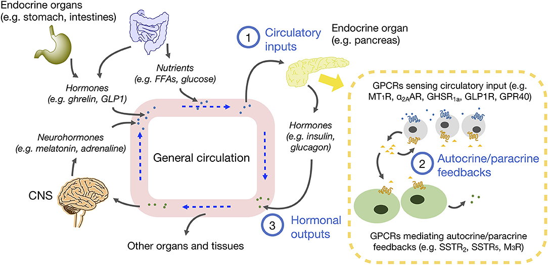 Frontiers Gpcrs In Autocrine And Paracrine Regulations Endocrinology