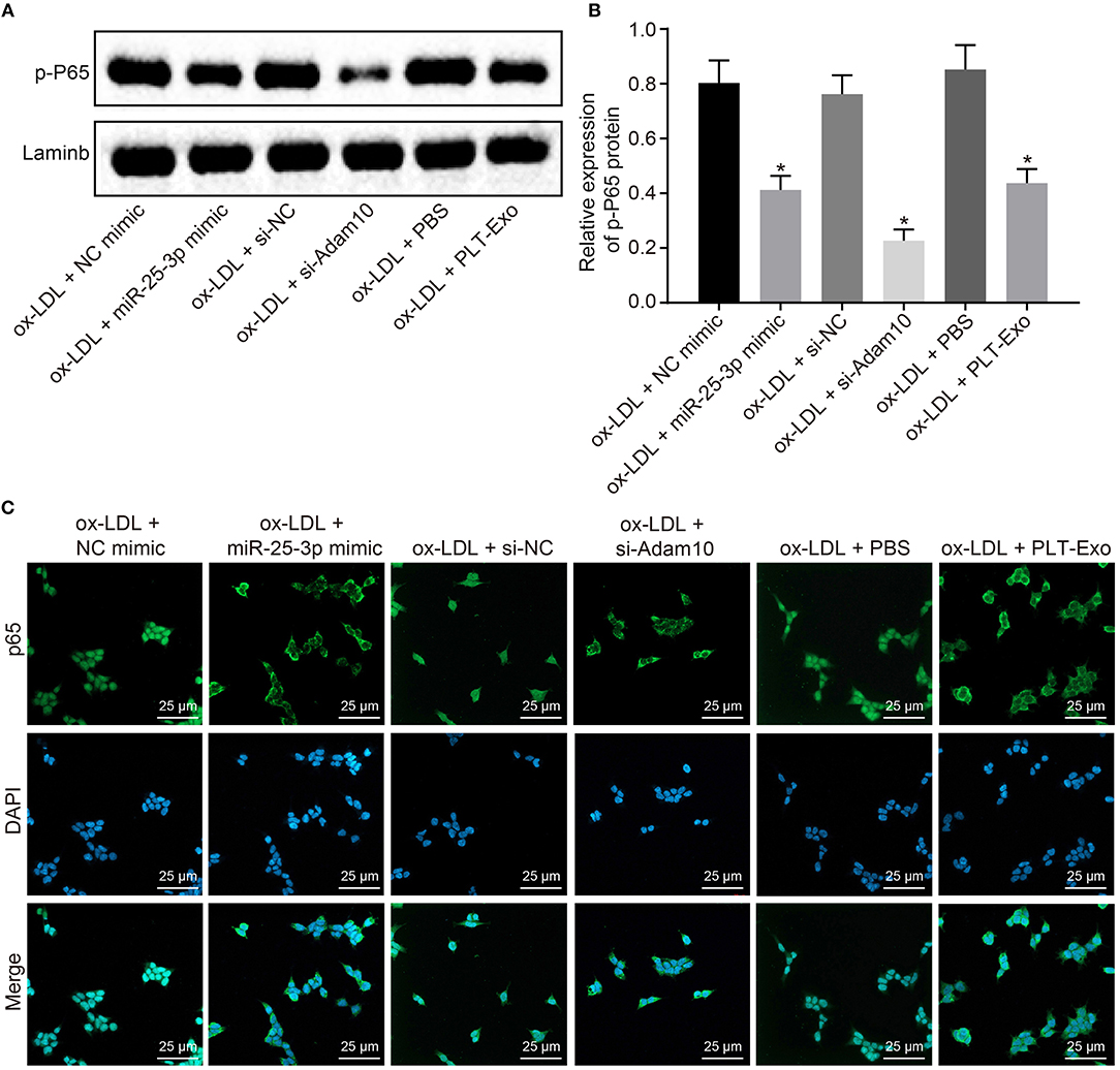 Frontiers | Platelet-Derived Exosomal MicroRNA-25-3p Inhibits Coronary ...